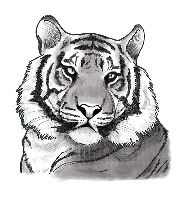 pencil drawings of tigers