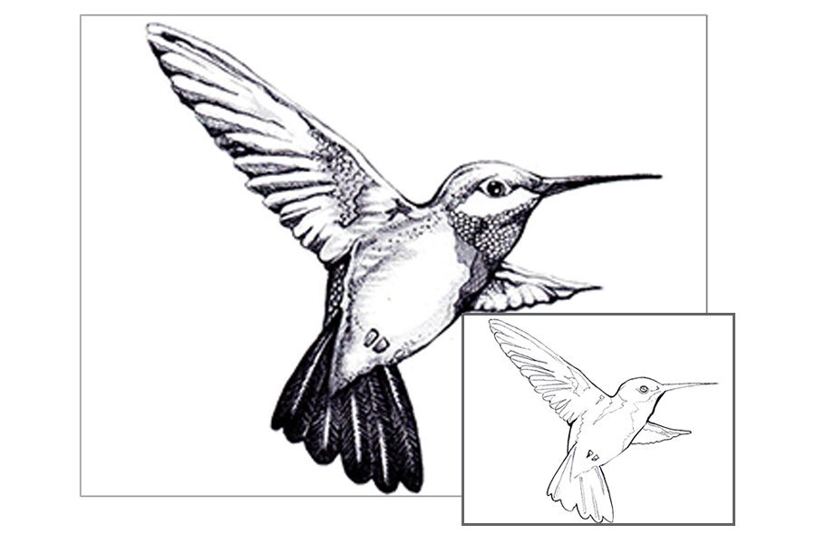 Graphite Drawing - Hummingbird