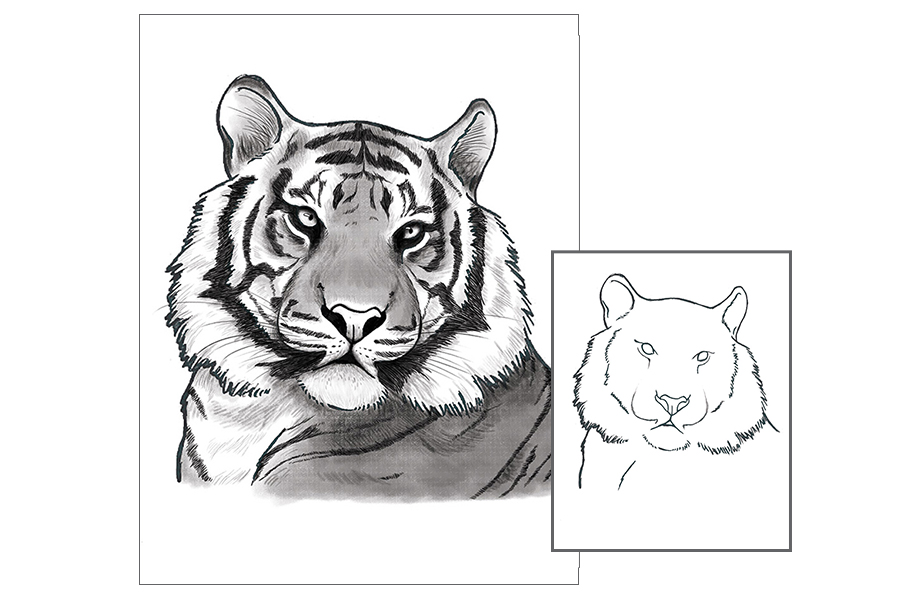Graphite Drawing - Tiger